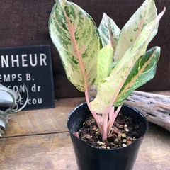 2025年最新】レア植物アグラオネマの人気アイテム - メルカリ