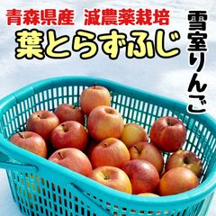 青森県産りんご★雪室りんご★葉とらずふじ