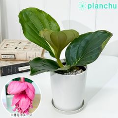 PLANCHU 熱帯花木 メディニラ マグニフィカ フラメンコ 4号鉢 受け皿付き Medinilla magnifica ‘Flamenco’ 観葉植物 鉢花