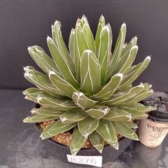 K276【新入荷！】アガベ　ササノユキ　7寸（鉢植え）【多肉植物F】
