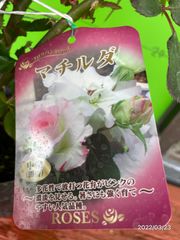6812　マチルダ★四季咲中輪八重咲　多花性★清楚で可憐な花★6号大苗