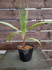 2025年最新】ワシントンヤシの人気アイテム - メルカリ 