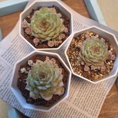 ☆ピンククイーン☆多肉植物