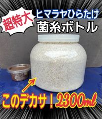 安い成虫 外国産クワガタの通販商品を比較 | ショッピング情報のオークファン