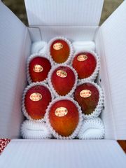沖縄県産マンゴー 規格外1.6〜1.7kg