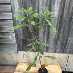 【現品】テロペア シェイディレディレッド 花芽付き 5号 オージープランツ ①