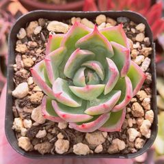 多肉植物　ピンクザラゴーサ xシルエット　抜き苗