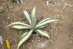 アガベ　アメリカーナ　メディオピクタ　直径約35㎝　AGAVE