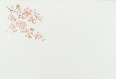 【数量限定】桜 26×38cm テーブルマット 100枚 『業務用』 上質紙 大黒工業