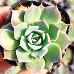 札付き❤️シムランスLS✕チワワエンシス✨ 2025年最新】シムランスラグナサンチェスの人気アイテム - メルカリ