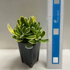 2025年最新】多肉 セッカの人気アイテム - メルカリ