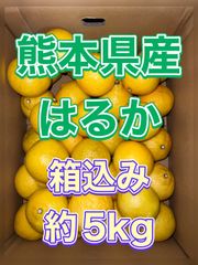 北海道沖縄離島追加送料無し　熊本県産みかん《はるか》箱込み約5kg