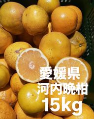 愛媛県産　低農薬　宇和ゴールド　河内晩柑　柑橘　15kg