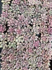 k*o様 D780　花火　105苗セット　多肉植物　土根付き　エケベリア　サボテ オンライン 通販Flower Gardening - r*o様 H708 ロカ 105苗