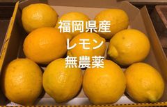 福岡県産　レモン　無農薬　1.6K(箱込み)