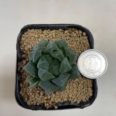 多肉植物　ハオルチア　白肌オブツーサ　抜き苗　根付き