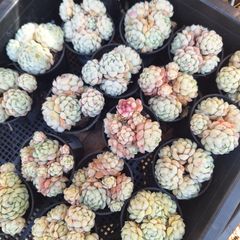 ☆ボールオブファット☆多肉植物