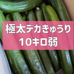 明日終了‼️最終価格‼️10kg弱！極太デカきゅうり！　野菜ソムリエサミット銀賞受賞　農家直送　減農薬　有機肥料　きゅうり　訳あり　規格外　10kg 10キロ　産地直送