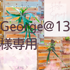 ★George@13様専用 セット★【338AIT】ビカクシダ（コウモリラン）アルシコルネの板付、【341V】ビカクシダ（コウモリラン）ベイチー（ビーチー）（Platycerium veitchii） の流木付け