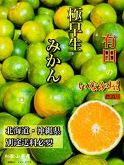 特価！数量限定！セール！和歌山　有田　みかん　家庭用　10キロ　フルーツ　柑橘