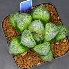 メルカリ便発送‼︎　リップルエフェクト　5号鉢付き発送‼︎ 2025年最新】リップルエフェクトの人気アイテム - メルカリ