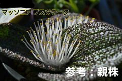 種子１０粒 マッソニア プスツラータ ケープバルブ 多肉植物 球根 冬型 実生用
