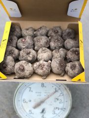 こんにゃく種芋(品種:あかぎ大玉)約1kg
