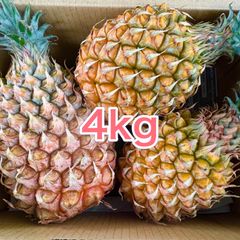 沖縄 石垣島産 ポコットパイン4kg