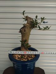 オリーブ 太木挿し 古木 盆栽 発根済み - メルカリ