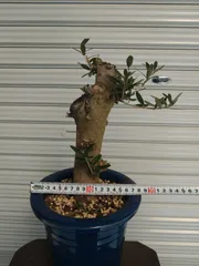 2026年最新】オリーブ 盆栽の人気アイテム - メルカリ