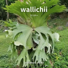 ビカクシダ・ワリチー P.wallichii WILD No.2 小型二株付き 【公式通販】