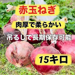 農家直送❣️辛みが少なく肉厚で柔らかい❣️赤玉ねぎ15キロ ❣️