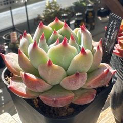 はなちゃん様専用❣️セラーナ❣️札付き❗️多肉植物 抜き苗