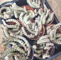 ☆ファンタジー☆クラッスラ　多肉植物