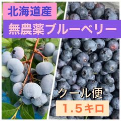 北海道産　農薬不使用　ブルーベリー　１.５キロ