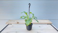 【観葉植物】フィロデンドロン　パンドラ　4号 吊り鉢　ハンギング
