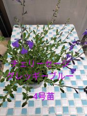 チェリーセージ‘グレッギーブルー’　4号苗　12cm苗　ハーブ　チェリーセージ　ガーデニング　落葉低木　　金子香草園
