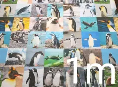 【ゆきちゃん限定】X052 ペンギン パネル柄 コットン生地 1m
