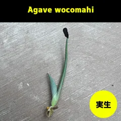 7/6まで出品 アガベ ワコマヒー 極上大株 アガベ：ワコマヒー3号ポット の通販 | 園芸ネット