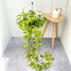 奄美ソテツ　蘇鉄【現品】観葉植物　ドライガーデン　大型　屋外 奄美ソテツ 蘇鉄【現品】観葉植物 ドライガーデン 大型 屋外