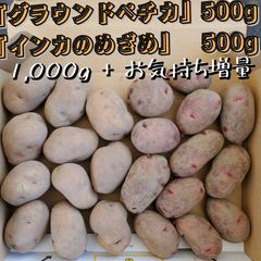 種芋 ◯　Sサイズのジャガイモ『正式名称 グラウンドペチカ/インカのめざめ』『グランドペチカ』『デストロイヤー』各 約500g　合計1,000g