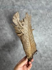 ▽Drynaria quercifolia Wild East Java ▽ B72 ドリナリア　クエルシフォリア　ワイルド【PLANET】ビカクシダ
