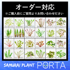 専用❤️速達＋300円同梱-100円リトープス　紫巴里玉 群生美紋 鉢のまま 多肉植物 リトープス・C64 網目紫寿麗玉 1.5cm以上 大株 1株