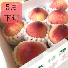 【5月下旬】温室桃はなよめ計900g(6から8個入り)
