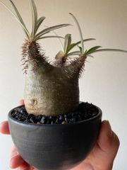 長谷川亀甲竜 4寸 キーホルダー付属 - メルカリ