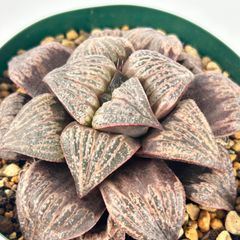【多肉植物】ハオルチア・スプレンデンス  Haworthia magnifica var.splendens