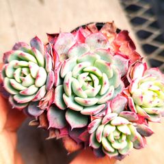 専用　パープルリナ錦&エルメス錦　抜き苗 専用 パープルリナ錦&エルメス錦 抜き苗