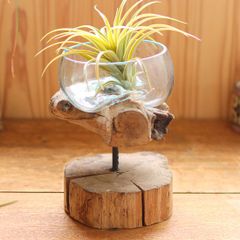 天然木 手吹きガラス アクアリウム オブジェ インドネシア 古木 職人 植物 テラリウム インテリア 癒し プレゼント ハンドメイド 唯一無二