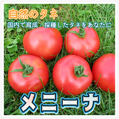 メニーナ　交配種 トマト 育てやすい 種 国内産　家庭菜園