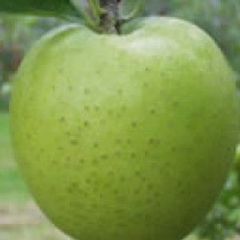 青森県産　葉とらずリンゴ【王林】GAP認証取得【訳あり/サイズ混合】約11㎏